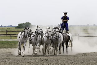 九游体育网页版-全国青少年马术比赛引领未来骑士潮流,全国青少年马术比赛 冠军